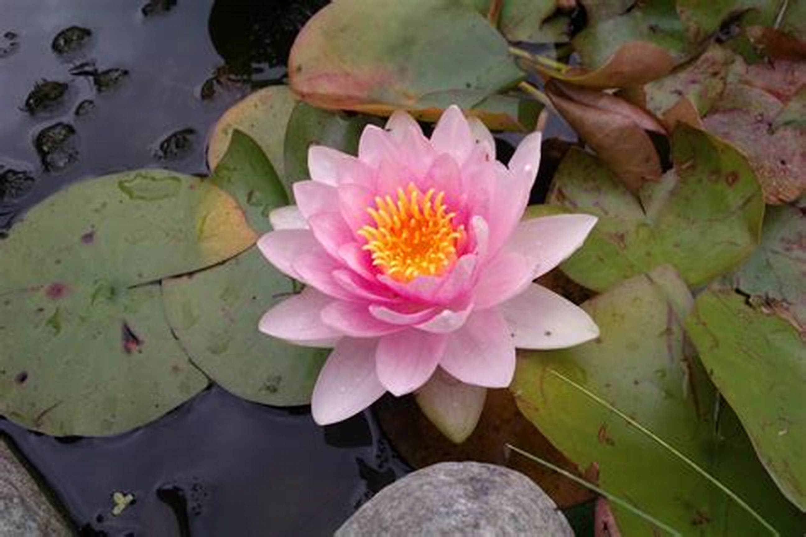 flor de lotus karuna harth